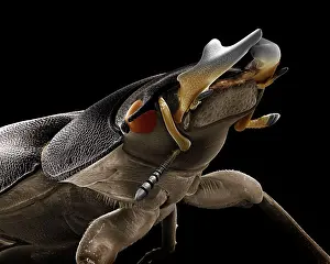 Dorcus: Lesser Stag Beetle