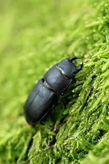 Crawl: Lesser stag beetle (Dorcus parallelipipedus), beetle