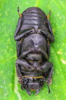 Lesser: Lesser stag beetle (Dorcus parallelipipedus) fem