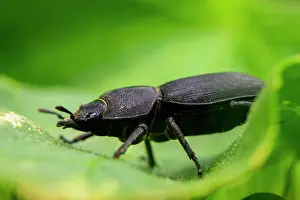 Lesser: Lesser stag beetle (Dorcus parallelipipedus) fem
