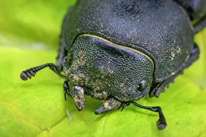 Lesser: Lesser stag beetle (Dorcus parallelipipedus) fem