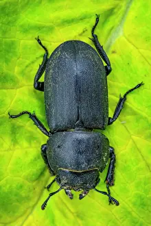 Lesser: Lesser stag beetle (Dorcus parallelipipedus) fem