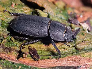 Lesser: Lesser Stag Beetle - female - UK