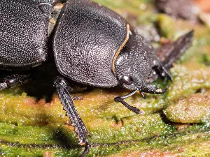 Lesser: Lesser Stag Beetle - female - UK