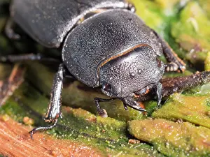 Lesser: Lesser Stag Beetle - female - UK