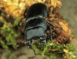 Rotten: Lesser stag beetle on rotten wood