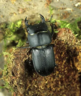Rotten: Lesser Stag Beetle on rotten wood
