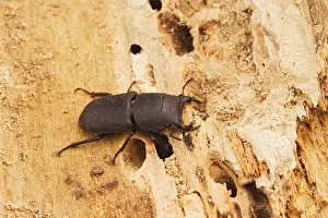 Rotting: Lesser Stag Beetle - on rotting timber