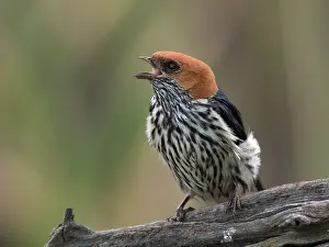 Abyssinica: Lesser Striped Swallow