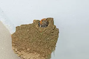 Abyssinica: Lesser Striped Swallow - applying mud to nest entrance