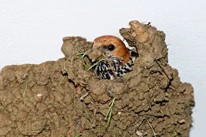 Abyssinica: Lesser Striped Swallow - applying mud to nest entrance