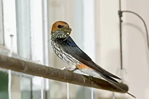 Abyssinica: Lesser Striped Swallow - with beak full of mud