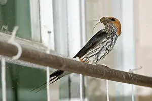 Abyssinica: Lesser Striped Swallow - with beak full of mud