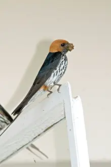 Abyssinica: Lesser Striped Swallow - with beak full of mud