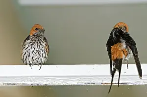 Abyssinica: Lesser Striped Swallow - pair perched on window frame