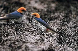 Stripped: Lesser Stripped SWALLOW - Perched on thatched roof