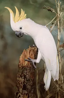 Crests: Lesser sulphur-crested / Yellow-crested COCKATOO
