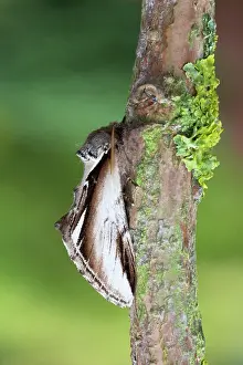 Gnoma: Lesser Swallow Prominent Moth