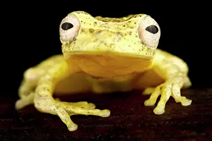 Treefrog: Lesser treefrog (Dendropsophus minutus), on black background