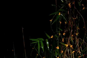 Minutus: Lesser Treefrog (Dendropsophus minutus, ex Hyla