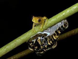 Hanging: Lesser Treefrog (Dendropsophus minutus), male ca