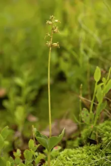 Cordata: Lesser twayblade orchid