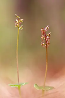 Neottia: Lesser Twayblade orchid