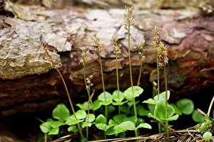 Neottia: Lesser Twayblade orchid