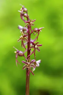 Neottia: Lesser Twayblade orchid