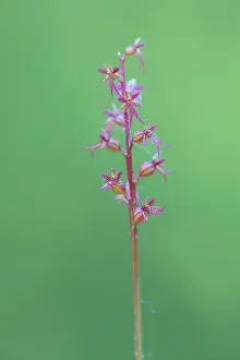 Neottia: Lesser Twayblade orchid