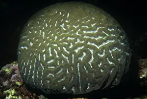 Brain: Lesser Valley Brain Coral