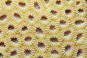 Akaba: Lesser Valley Coral (Favia), detail with retracted