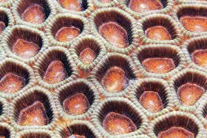 Lesser: Lesser valley coral (Favia) detail with retracted