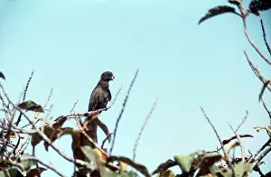 D. W. Greenslade: Lesser Vasa Parrot / Black Parrot - rare