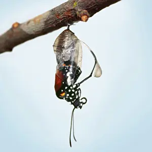 Wanderer: Lesser Wanderer / African Monarch / Golden Daniid