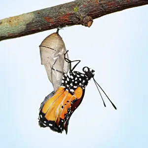 Wanderer: Lesser Wanderer / African Monarch / Golden Daniid