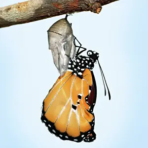 Wanderer: Lesser Wanderer / African Monarch / Golden Daniid