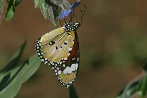 Wanderer: Lesser Wanderer / African Monarch / Golden Daniid