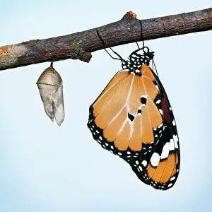 Wanderer: Lesser Wanderer / African Monarch / Golden Daniid