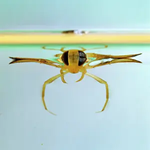 Backswimmers: Lesser Water Boatman / Backswimmer