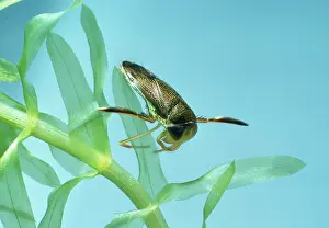 Emma Coghlan: Lesser Water Boatman / Backswimmer