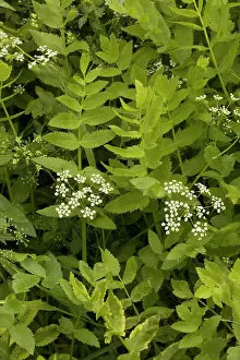 Parsnip: Lesser water parsnip
