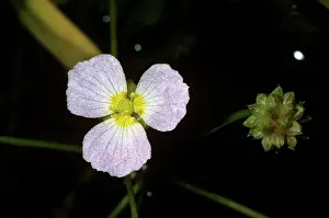 Plantain: Lesser Water-Plantain