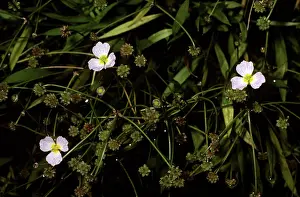Plantain: Lesser Water Plantain