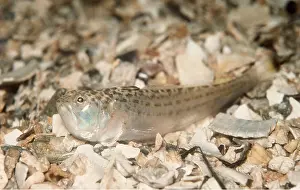 Weavers: LESSER WEAVER FISH - poisonous