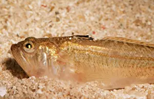 Weever: Lesser WEEVER