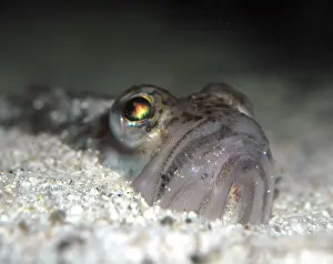 Weever: Lesser Weever Fish