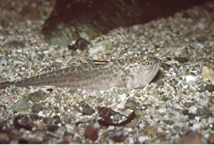 Weavers: LESSER WEEVER FISH - ON SEA BED
