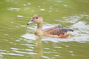 Javanica: Lesser Whistling Duck