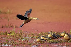 Javanica: Lesser Whistling Duck - coming in to land on marshland
